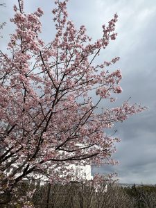 熱海桜