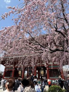 浅草　桜