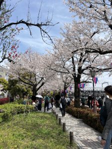 桜　浅草