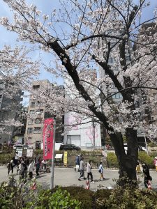 桜　まつり