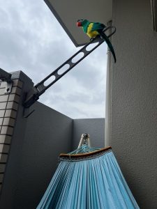 鳩よけ　緑のオウムくん